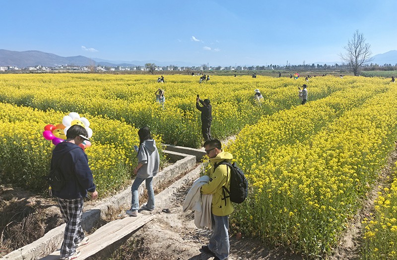 拍照賞花的游客。李杰攝