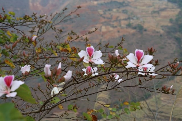 白露花第次開放.JPG