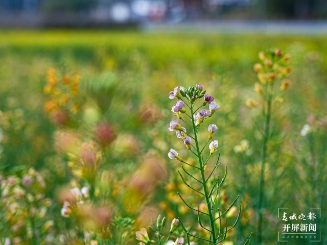 美好生活在云南 大理南澗：春日尋芳美若畫卷 (4).jpg