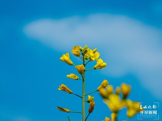 美好生活在云南 大理南澗：春日尋芳美若畫卷 (67).jpg