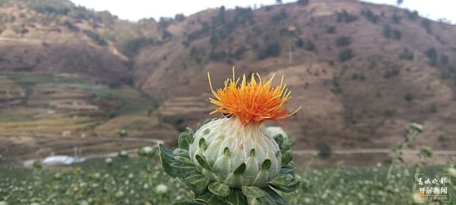 （采訪傳編輯）美好生活在云南臨滄鳳慶：紅花接力，描繪鄉(xiāng)村振興新圖景 (2).jpg