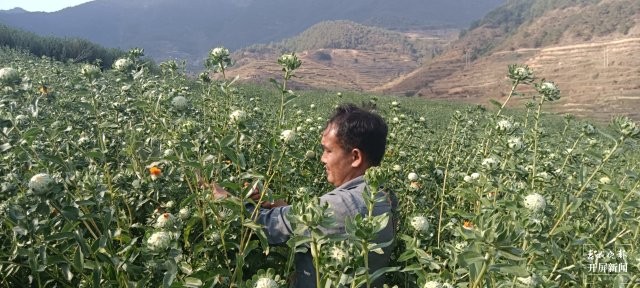 （采訪傳編輯）美好生活在云南臨滄鳳慶：紅花接力，描繪鄉(xiāng)村振興新圖景 (7).jpg