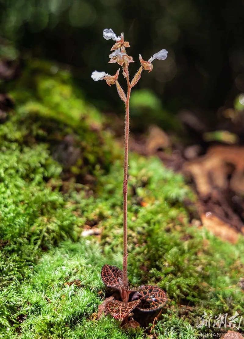 八面山發(fā)現(xiàn)國家二級保護野生植物——金線蘭 - 資訊 - 新湖南