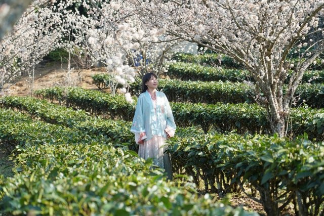 游客打卡茶園櫻花 劉子安攝 (1).JPG