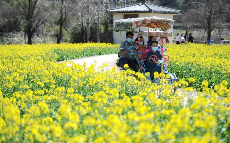 圖為安寧溫泉街道大片油菜花盛開(kāi)吸.jpg