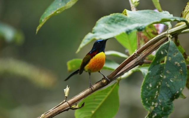 大序醉魚草枝頭的綠喉太陽鳥（雄） 楊榮廷攝.jpg