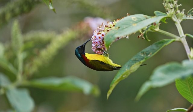 綠喉太陽鳥（雄）“倒掛金鉤”式采食花蜜 楊榮廷攝.jpg