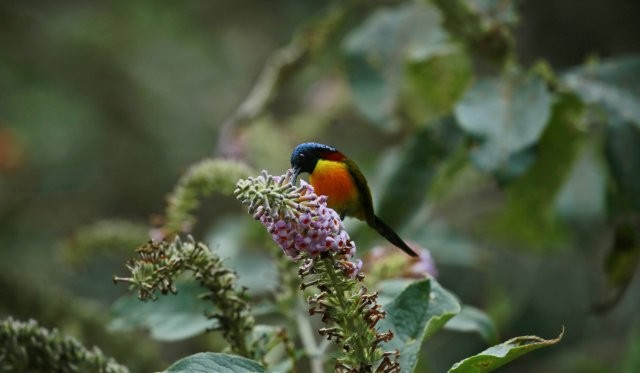 采食花蜜的綠喉太陽鳥（雄） 楊榮廷攝.jpg