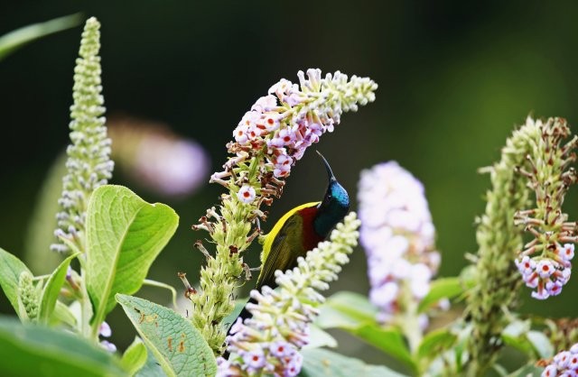 綠喉太陽鳥（雄）采食大序醉魚草花蜜 楊榮廷攝.jpg