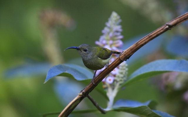 綠喉太陽鳥（雌） 楊榮廷攝0.jpg