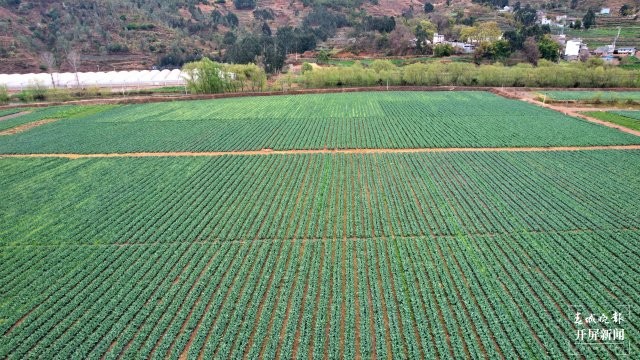 蔬菜基地。尹永權(quán) 攝 (2).JPG