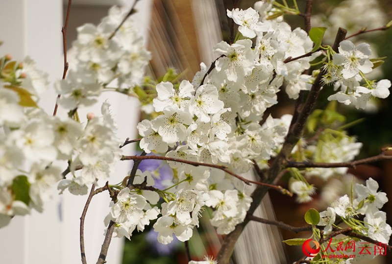 個(gè)舊市哨沖村的梨花綻放。 人民網(wǎng)記者 蔡樹菁攝