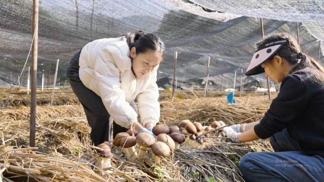 高大鄉(xiāng)觀音村一組的種植基地 (2).png