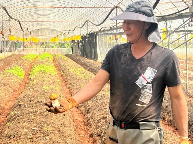 中旭食用菌種植農(nóng)民專業(yè)合作社試種赤松茸 (3).jpg