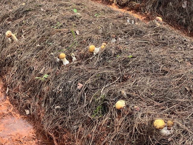 中旭食用菌種植農(nóng)民專業(yè)合作社試種赤松茸 (2).jpg