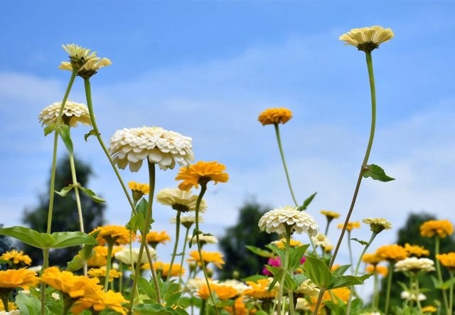 撈漁河公園4萬余盆大麗花盛放，花期將持續(xù)3個月！ 撈漁河濕地公園 供圖