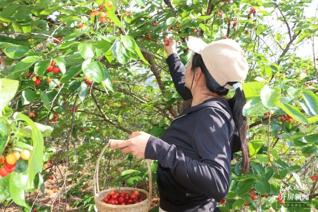 （采訪傳編輯）美好生活在云南 大理南澗無量山櫻桃熟啦！踏青游玩又多好去處 (8).JPG