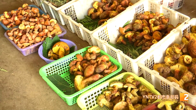 昆明市場各類牛肝菌“打頭陣”！價(jià)格→