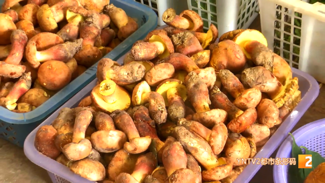 昆明市場各類牛肝菌“打頭陣”！價(jià)格→