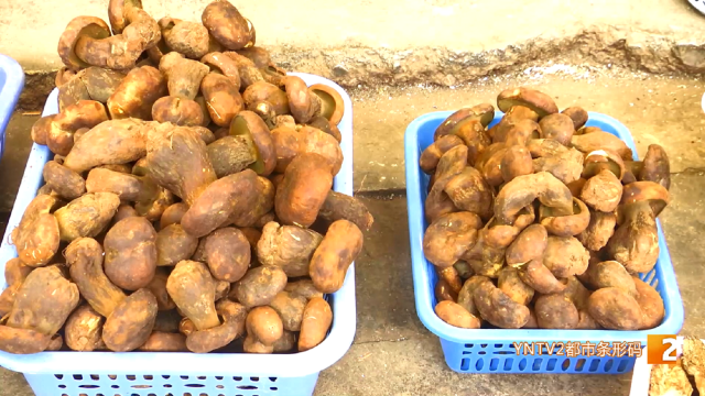 昆明市場各類牛肝菌“打頭陣”！價(jià)格→