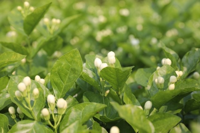 茉莉花1.JPG
