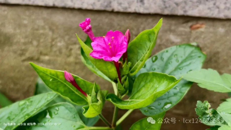 圖片