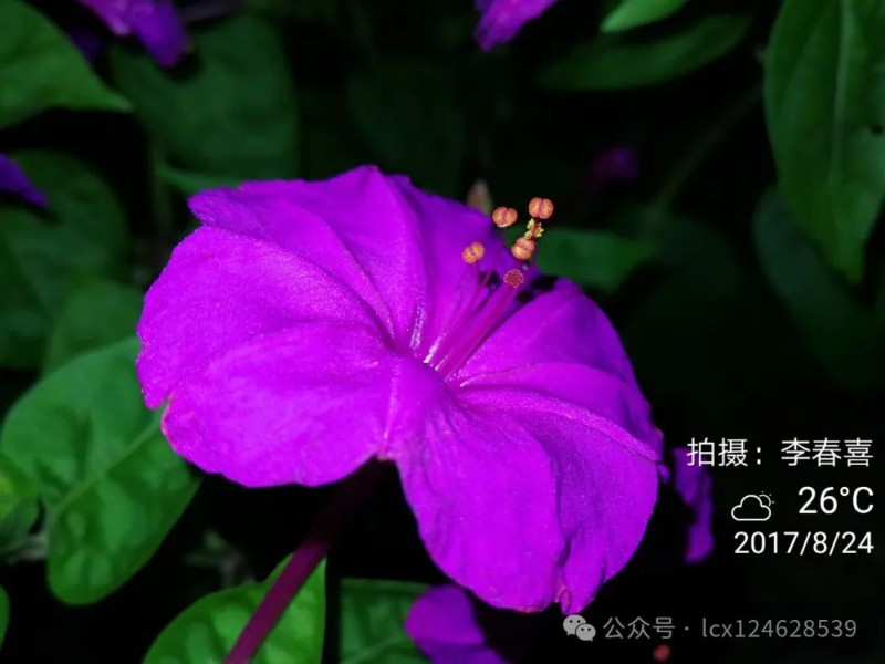 圖片