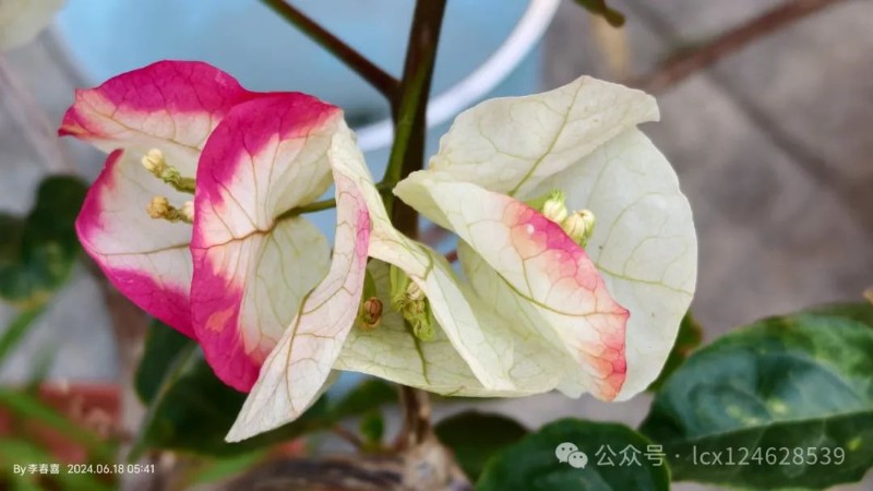 圖片