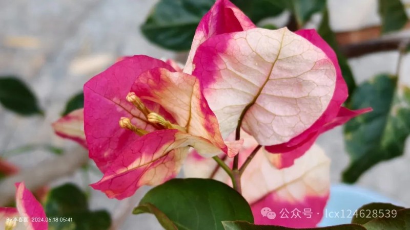 圖片