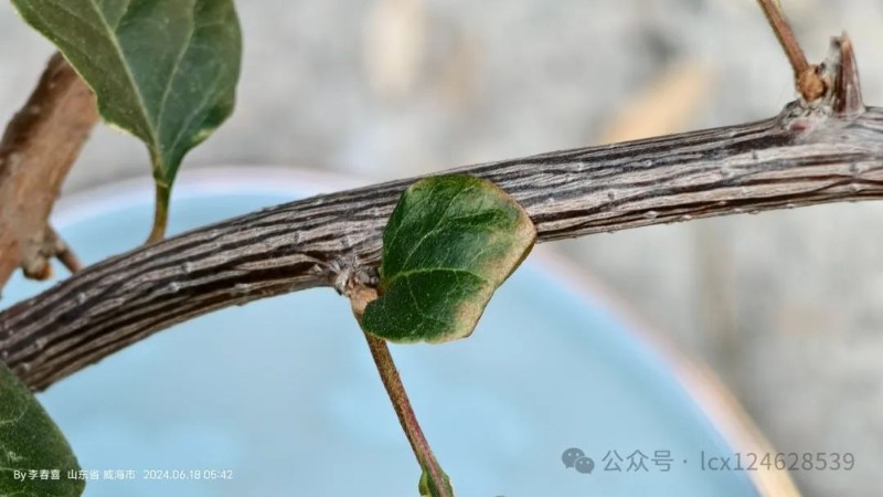 圖片