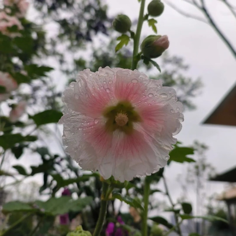 圖片