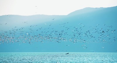 云南昆明海洪濕地公園的紅嘴鷗 新華社發(fā)