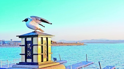 烏海湖邊，紅嘴鷗倚燈望安瀾。張文杰攝