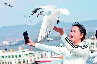 在云南昆明海埂大壩，人們與紅嘴鷗互動(dòng)。新華社發(fā)