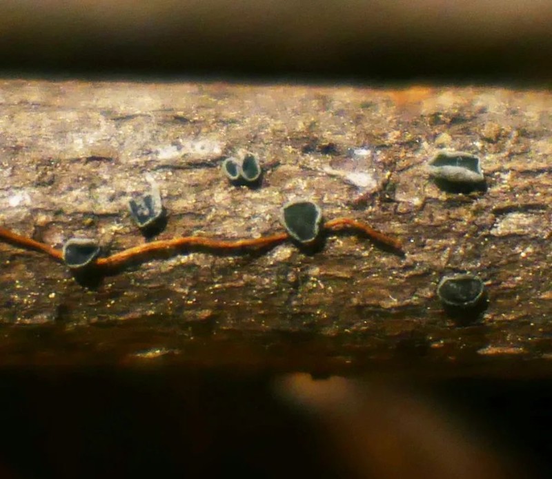 玉龍綠杯菌的模式標(biāo)本發(fā)現(xiàn)于云南麗江玉龍雪山（海拔2330米）林中腐木上。