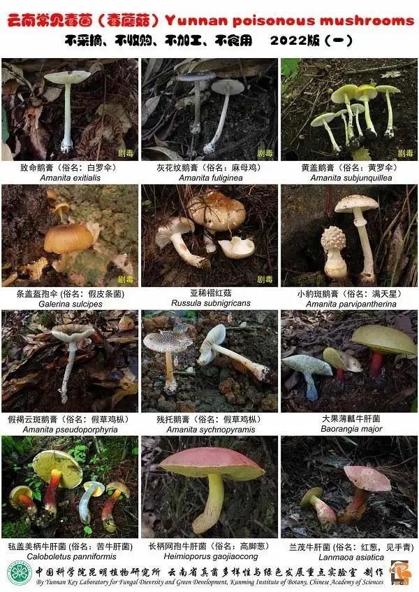 《云南常見(jiàn)毒菌（毒蘑菇）2022版》圖版一。中國(guó)科學(xué)院昆明植物研究所 供圖