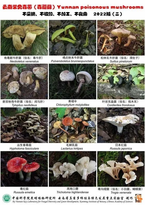 《云南常見(jiàn)毒菌（毒蘑菇）2022版》圖版二。中國(guó)科學(xué)院昆明植物研究所 供圖