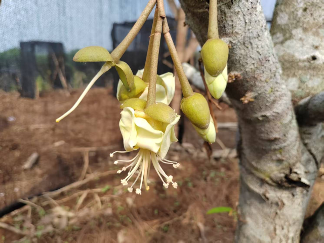 引種種植的榴蓮大樹進(jìn)入初花期.png