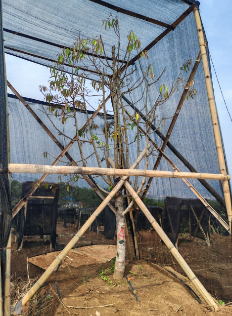 引種種植的5齡榴蓮大樹.png