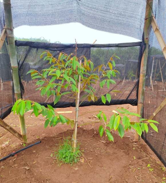 引種種植的2齡榴蓮樹苗.png