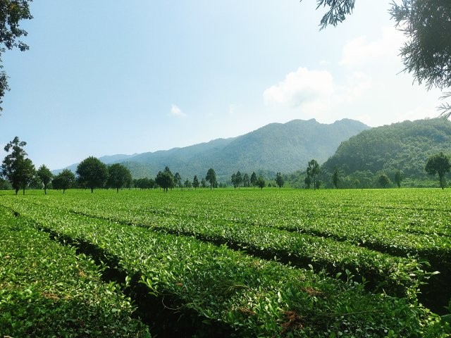 撒馬壩萬(wàn)畝茶園 2025年6月28日拍攝 (9).jpg