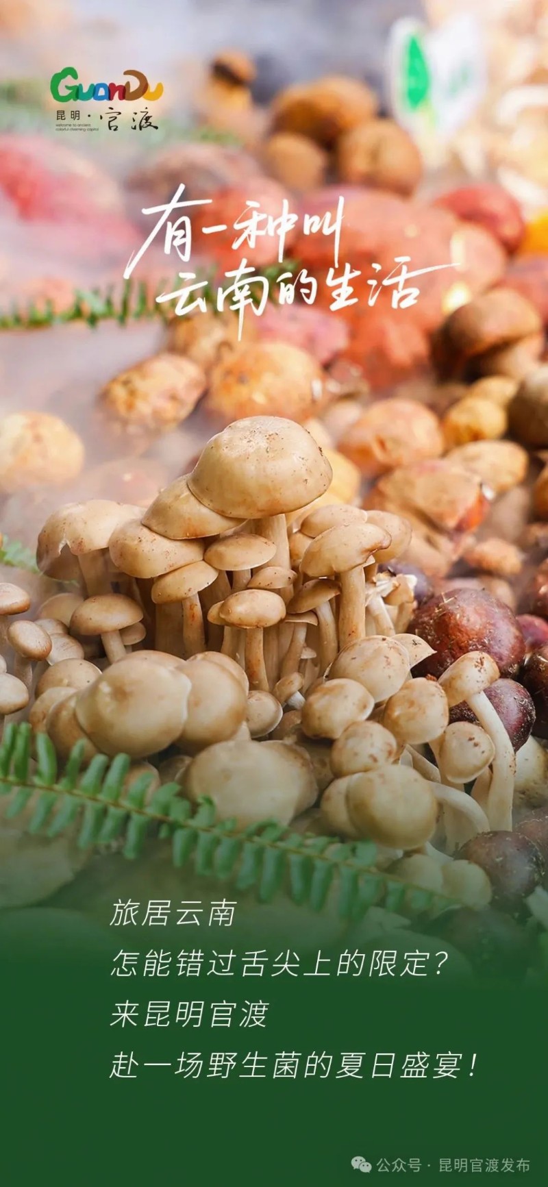 野生菌6.jpg