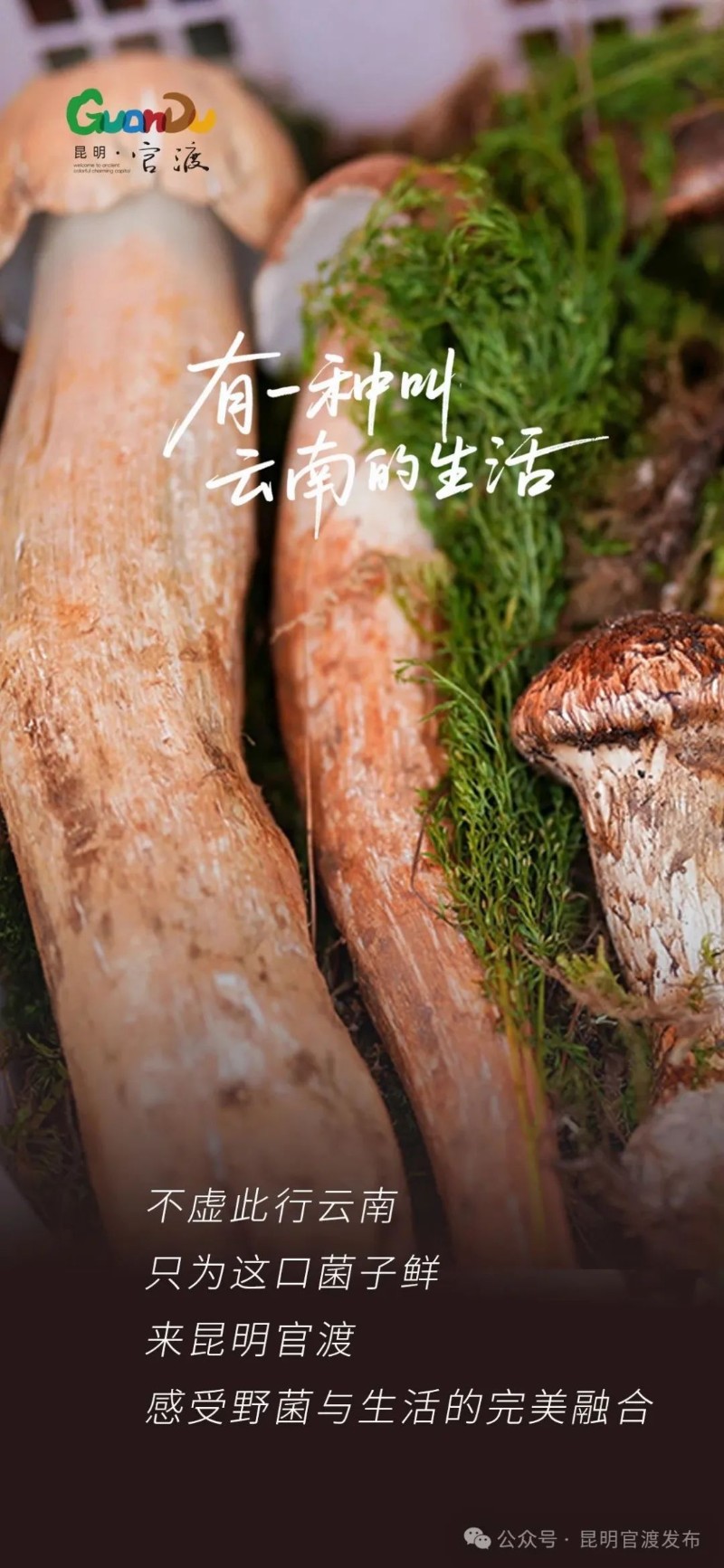 野生菌10.jpg