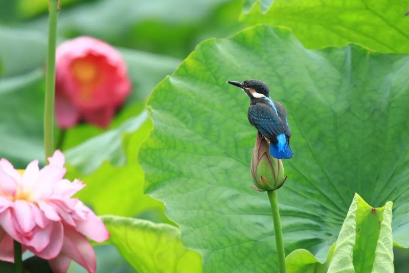 圖片