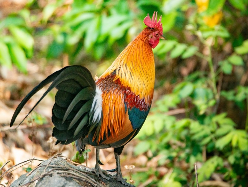 國家二級保護野生動物紅原雞（董家澤 攝）
