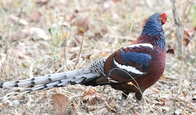 國家一級保護野生動物黑頸長尾雉（無量山觀鳥會 供圖）