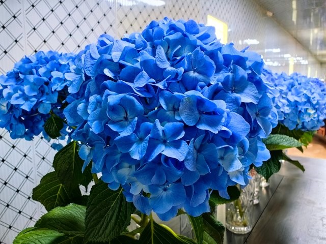 繡球花1。8月13日攝.jpg