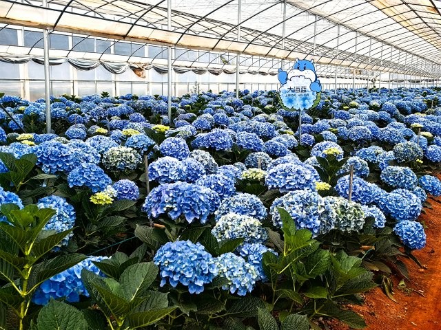 大棚里的繡球花。8月13日攝.jpg