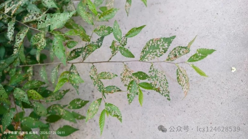 圖片