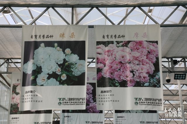 云南種子種業(yè)聯(lián)合實(shí)驗(yàn)室花卉育種中心（開(kāi)遠(yuǎn)）基地 邱美華攝 2025年7月18日.JPG